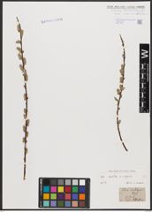 Foto von Salix aurita L. x Salix repens L.